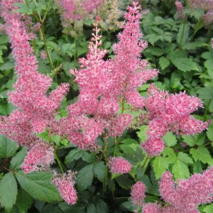 Anglo Aquatics Astilbe Pink 1 Litre