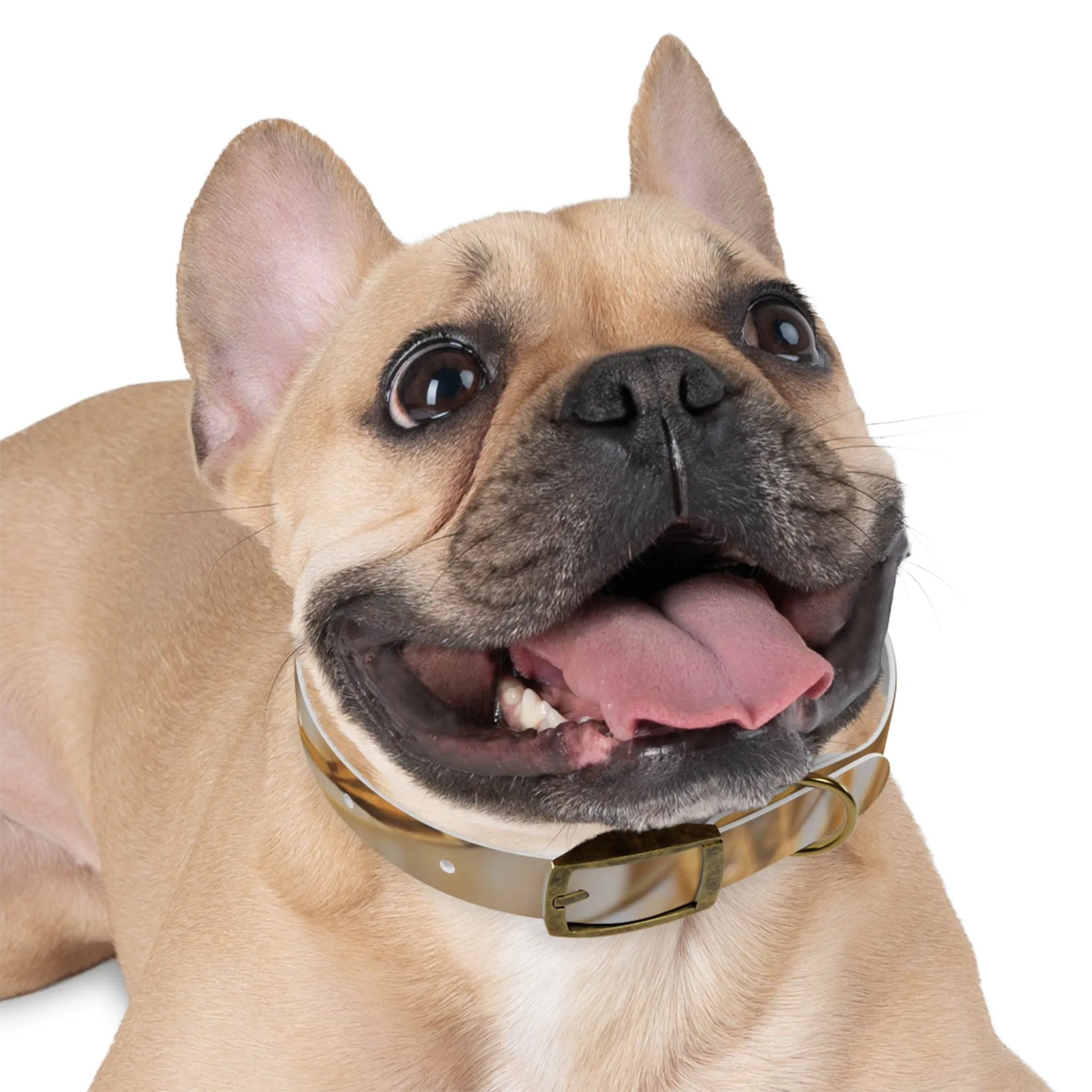 Golden Grass Dog Collar