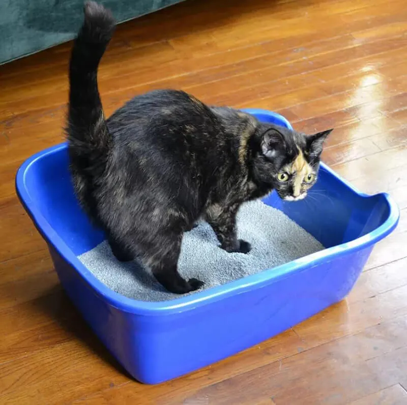 Van Ness High-Sides Litter Pan